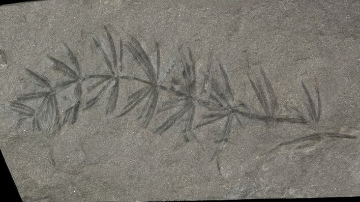 Pennsylvanian Horsetail (Asterophyllites) Fossil - France #51099